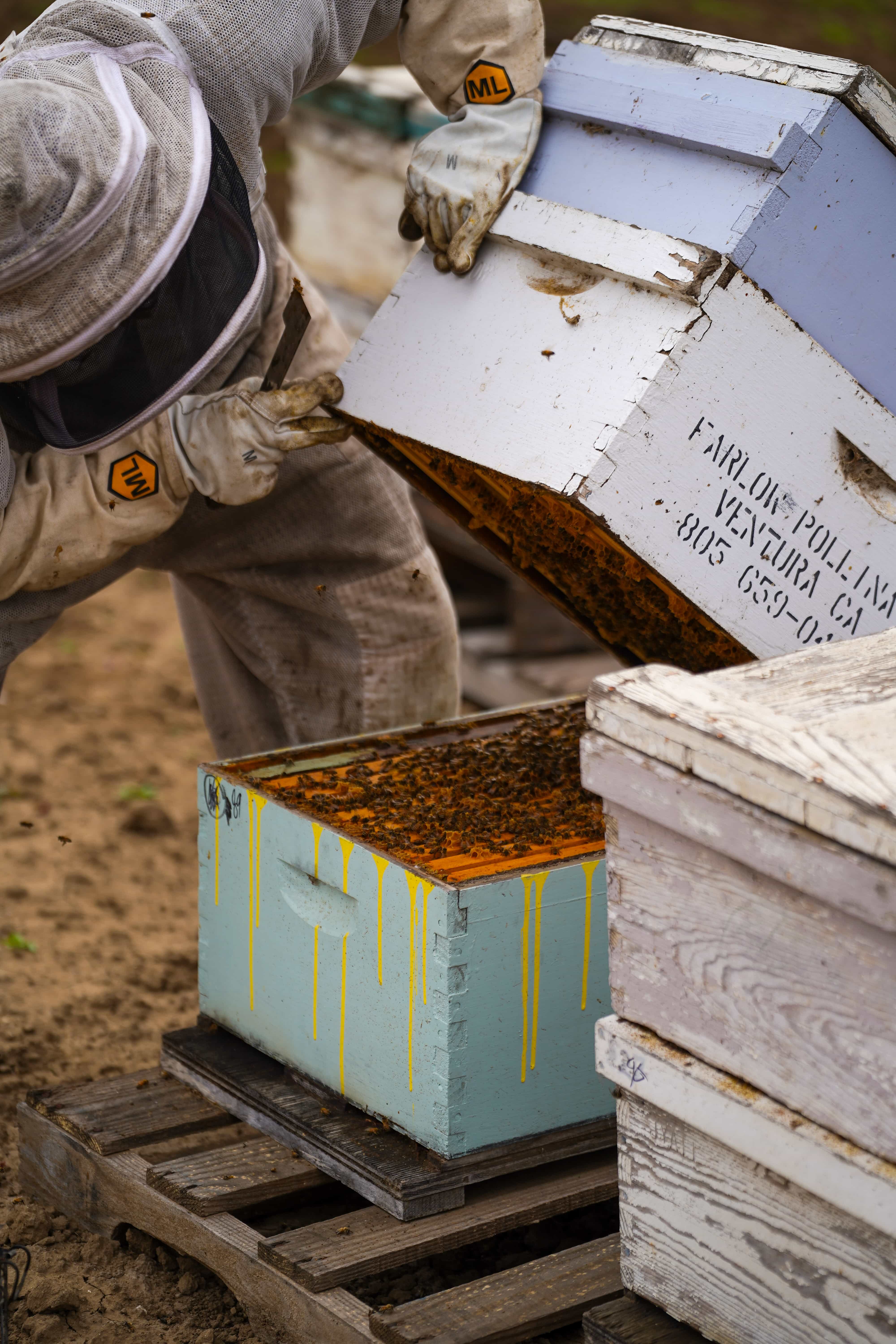 Beekeeper inspecting hive frames