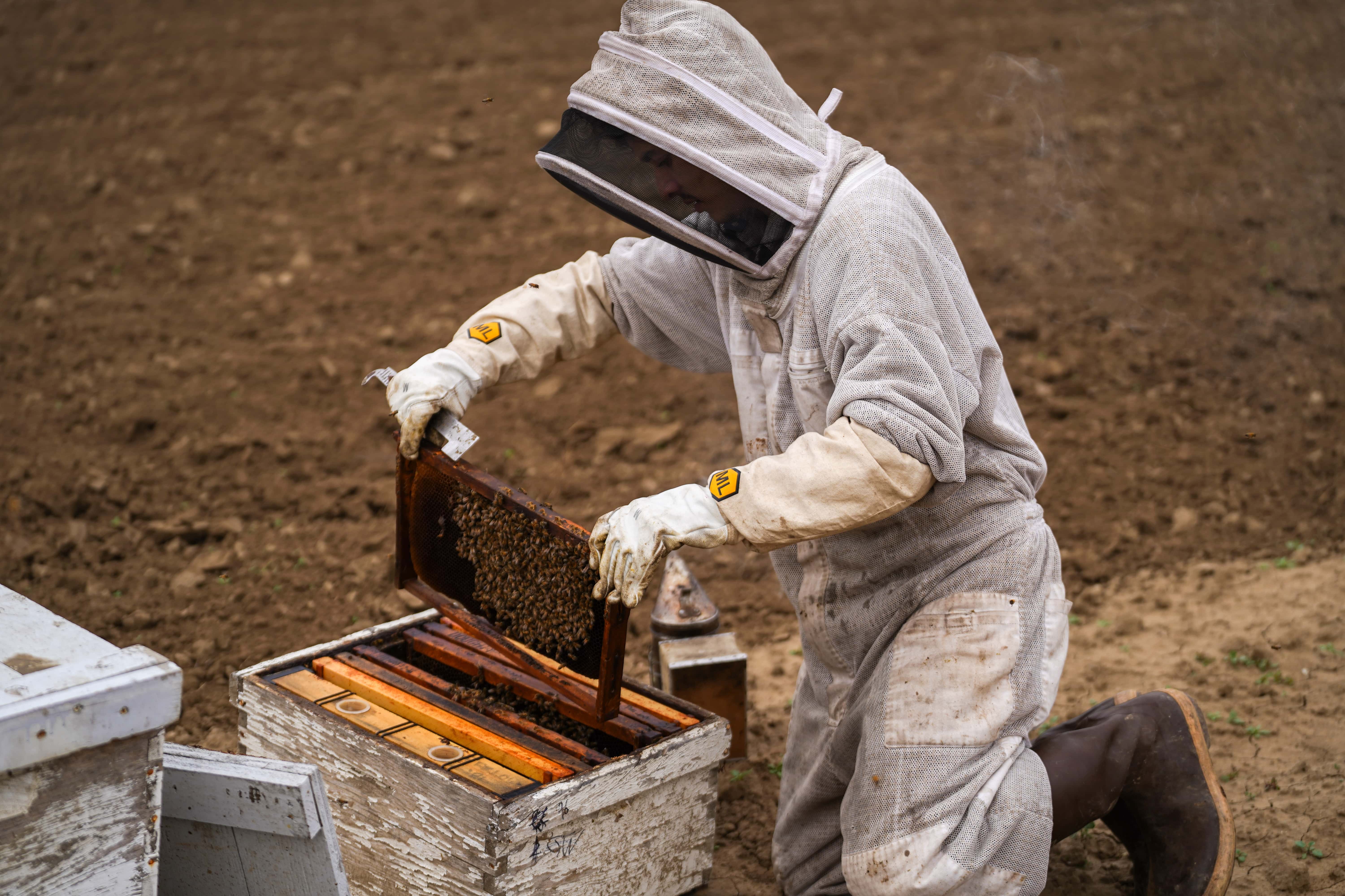 Golden honey and honeycombs