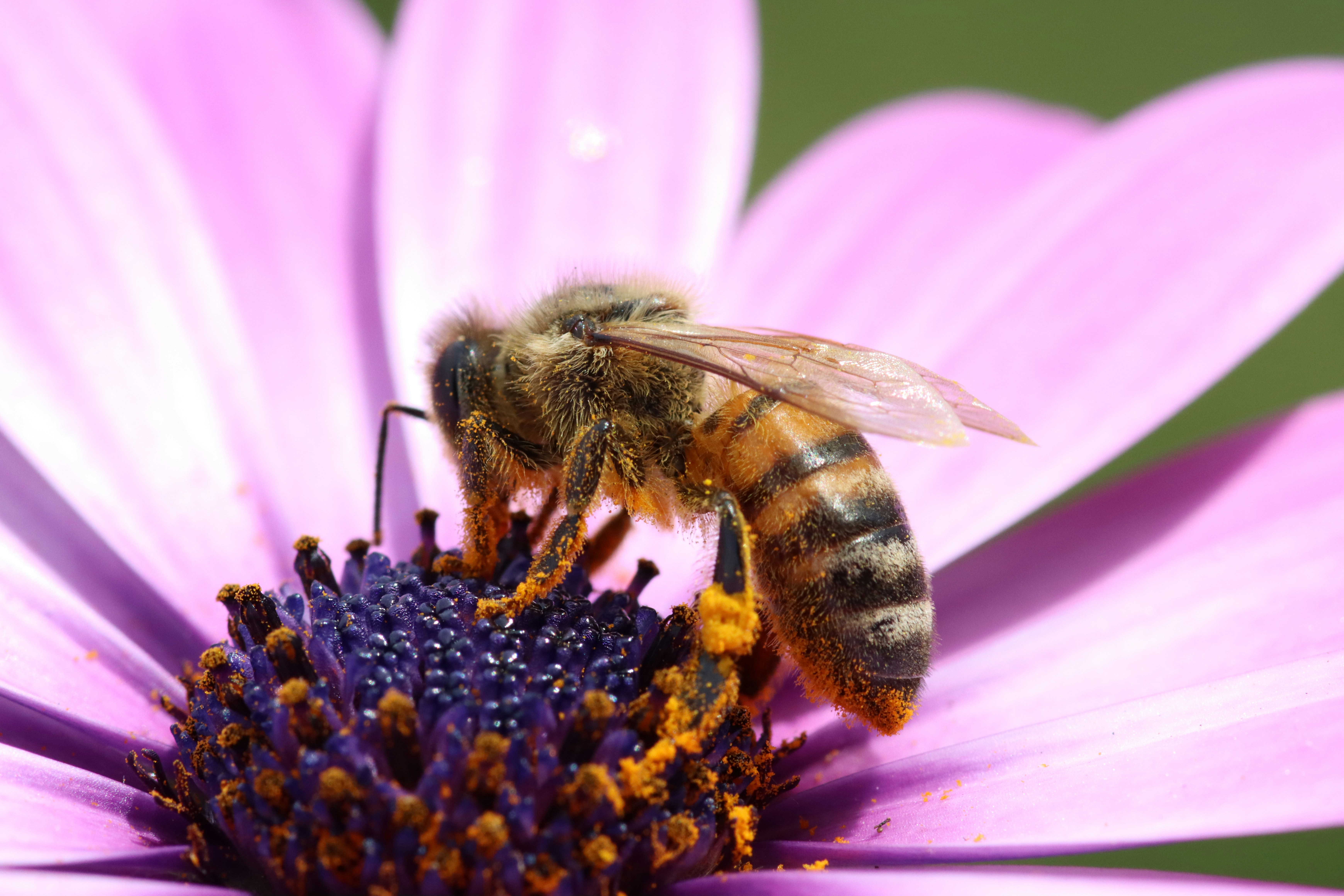 Pollination Services